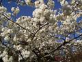 neighbor's cherry closeup.jpg